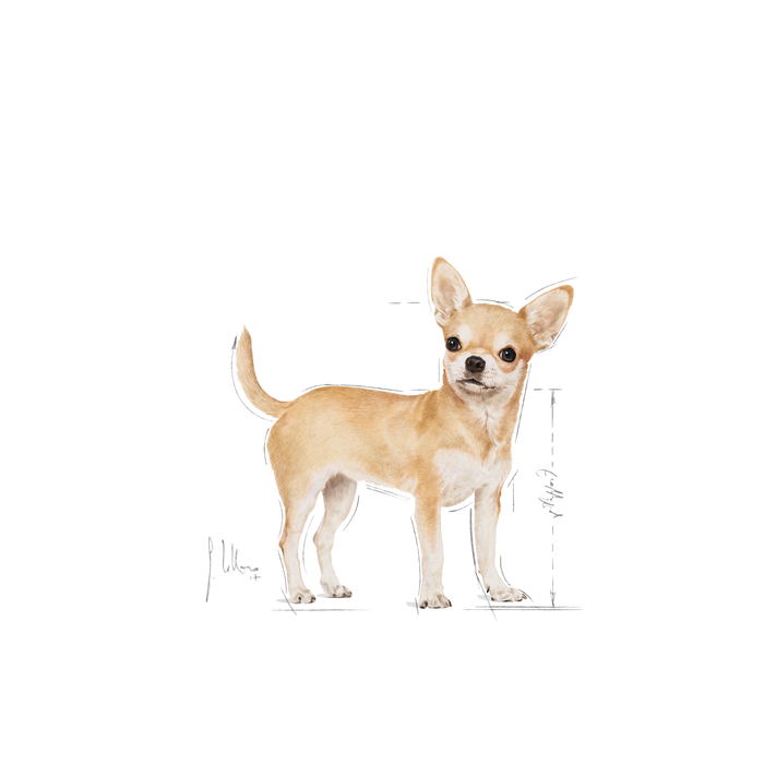 Royal Canin Chihuahua Adult koiralle 1,5 kg