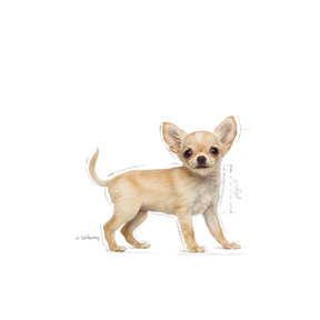 Royal Canin Chihuahua Puppy koiralle 1,5 kg