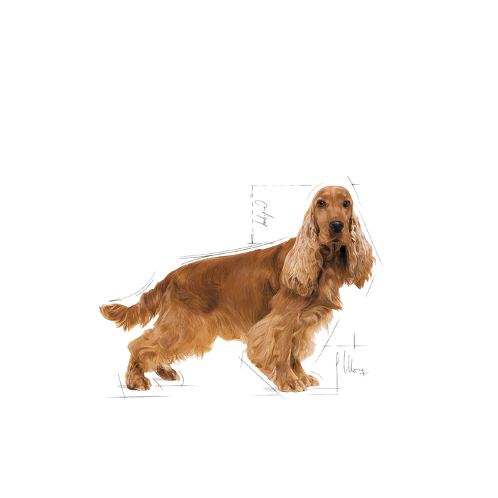 Royal Canin Cocker Adult koiralle 3 kg