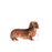 Royal Canin Dachshund Adult koiralle 7,5 kg