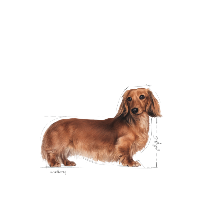 Royal Canin Dachshund Adult koiralle 1,5 kg