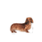 Royal Canin Dachshund Adult koiralle 12 x 85 g