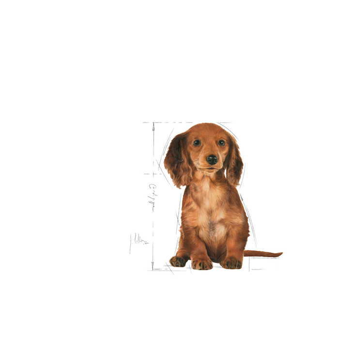 Royal Canin Dachshund Puppy koiralle 1,5 kg