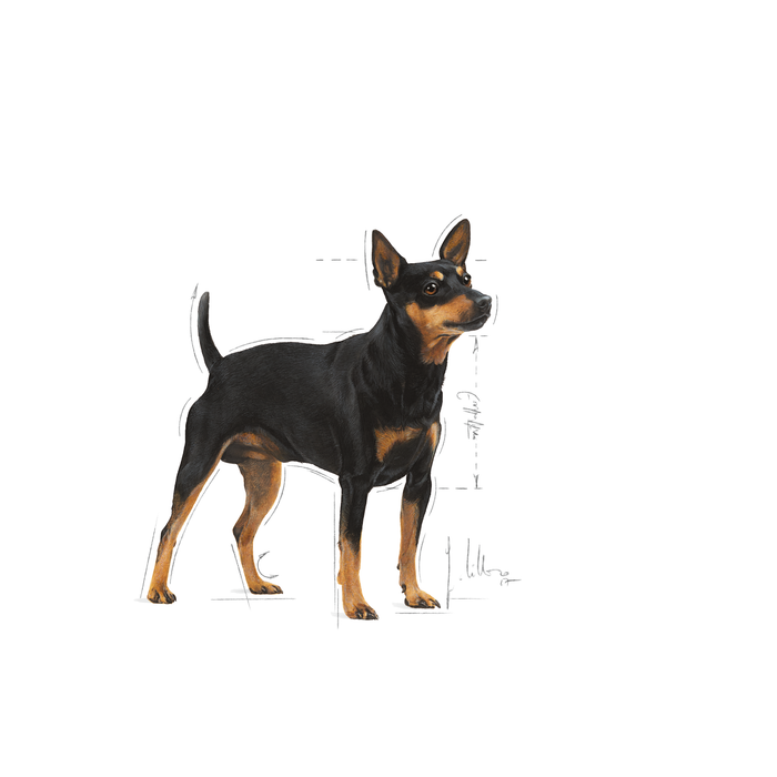 Royal Canin Digestive Care koiralle 12 x 85 g