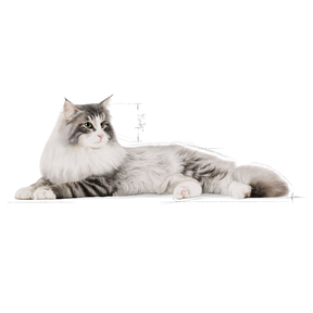 Royal Canin Norwegian Forest Cat kissalle 10 kg