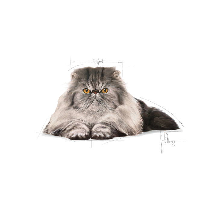 Royal Canin Persian Adult kissalle 2 kg