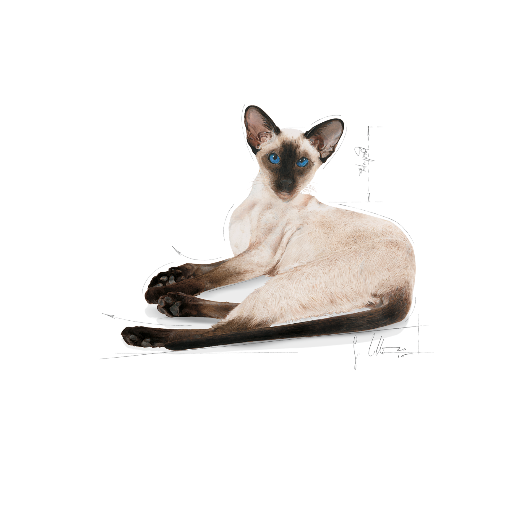 Royal Canin Siamese Adult kissalle 2 kg