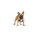 Royal Canin French Bulldog Adult koiralle 9 kg