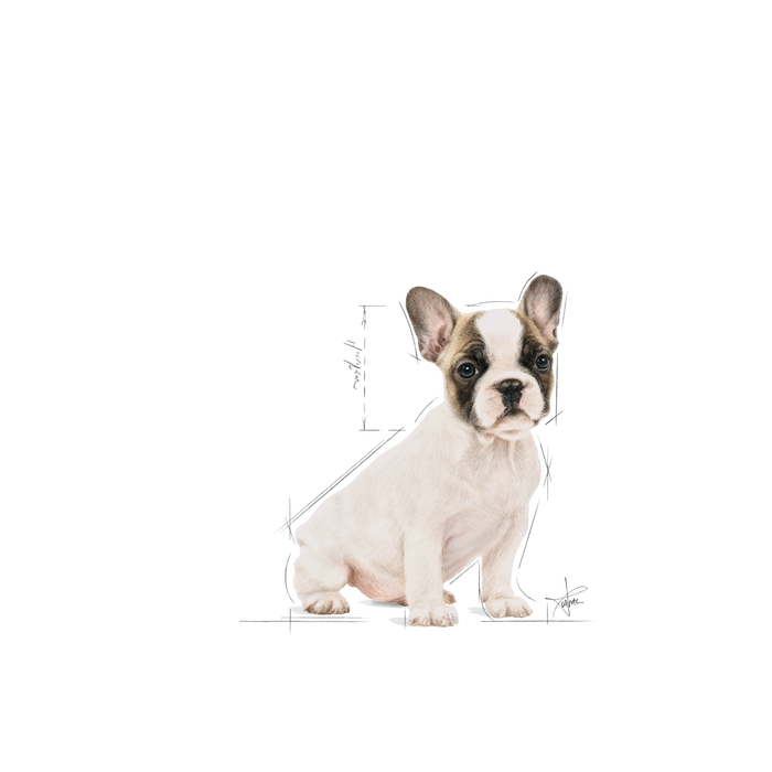 Royal Canin French Bulldog Puppy koiralle 3 kg