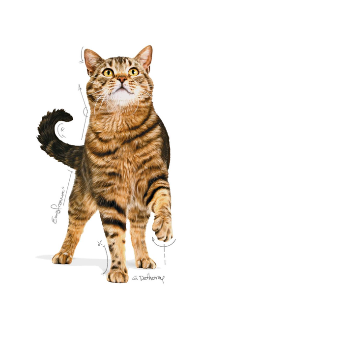 Royal Canin Appetite Control Care kissalle 400 g