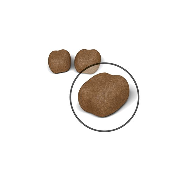 Royal Canin Dental Care kissalle 8 kg