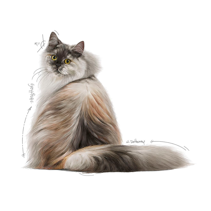 Royal Canin Hair & Skin Care kissalle 4 kg