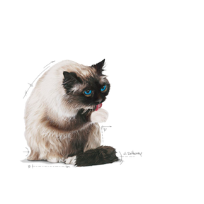Royal Canin Hairball Care kissalle 4 kg