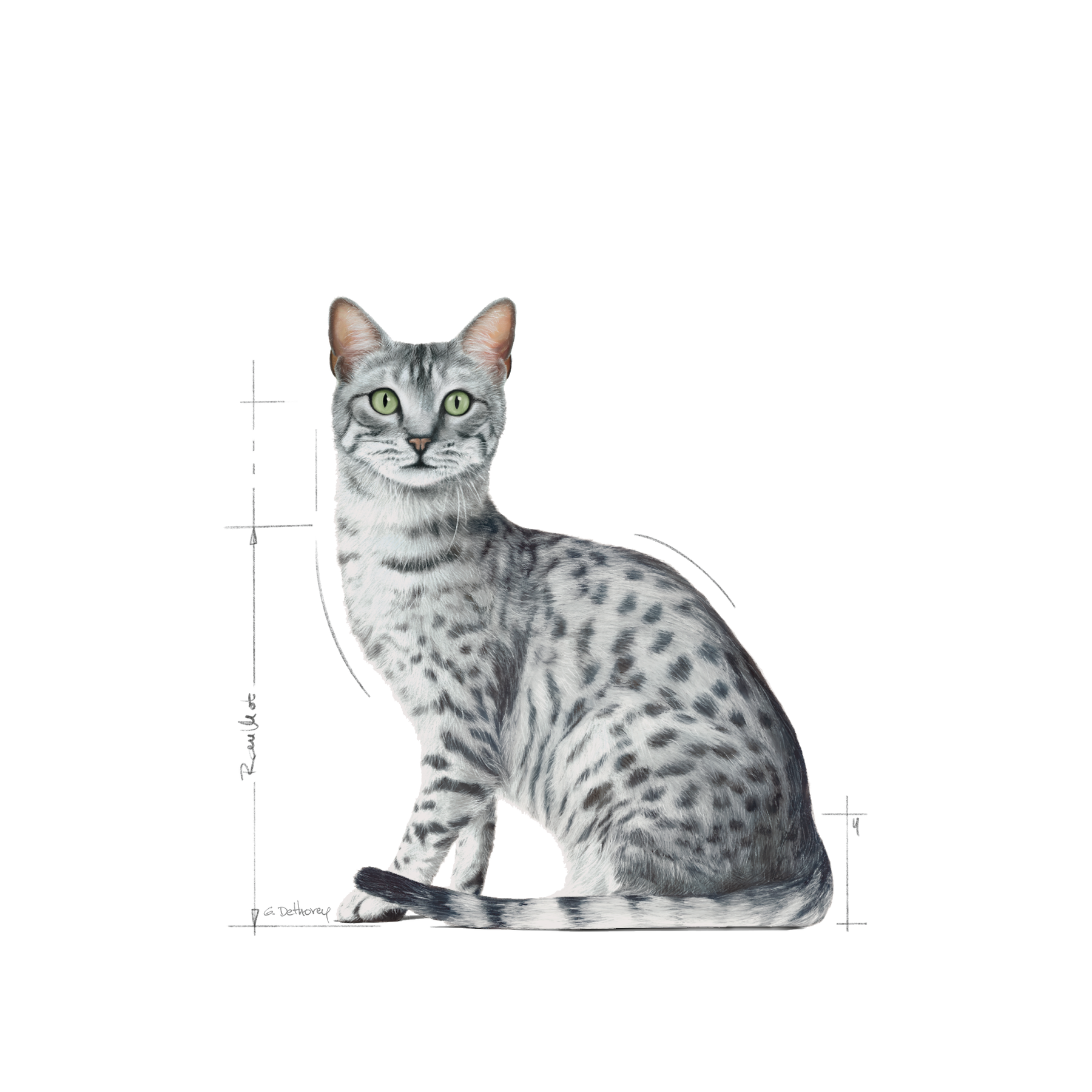 Royal Canin Indoor Sterilised Jelly kissalle 12 x 85 g