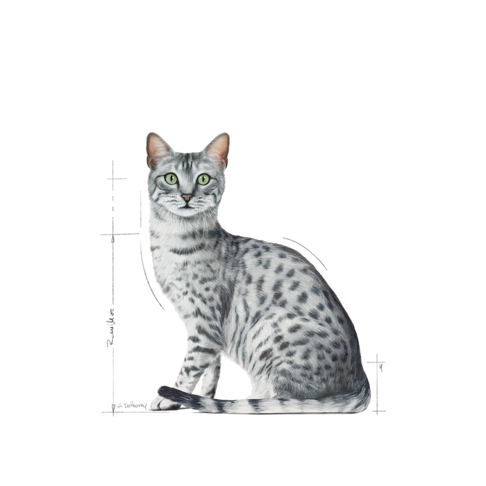 Royal Canin Indoor Sterilised Gravy kissalle 12 x 85 g
