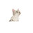 Royal Canin Sensory Smell Gravy kissalle 12 x 85 g