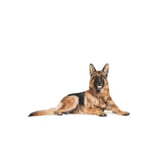 Royal Canin German Shepherd Adult 5+ koiralle 12 kg