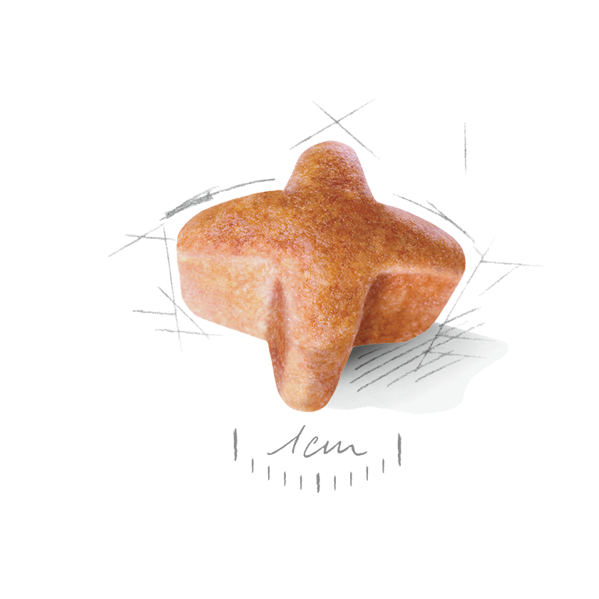 Royal Canin German Shepherd Adult 5+ koiralle 12 kg