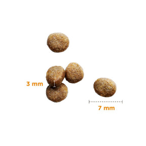Iams Feline Kitten Dry 800 g
