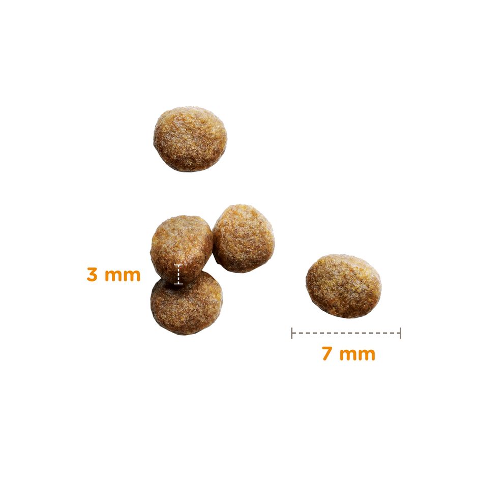 Iams Feline Kitten Dry 800 g