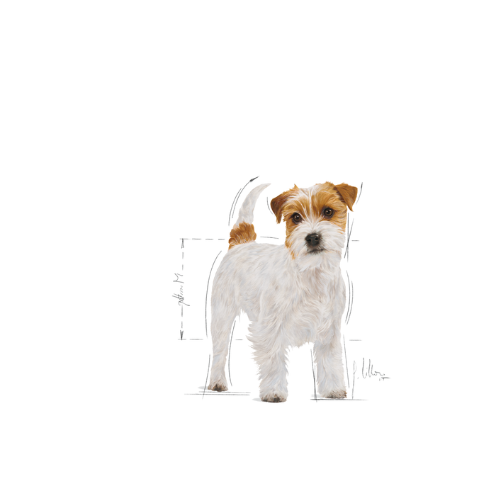 Royal Canin Jack Russell Adult koiralle 1,5 kg