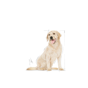 Royal Canin Labrador Retriever Adult 5+ koiralle 12 kg