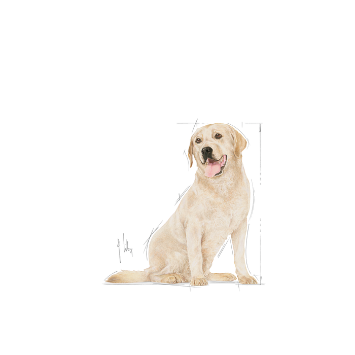 Royal Canin Labrador Retriever Adult 5+ koiralle 12 kg