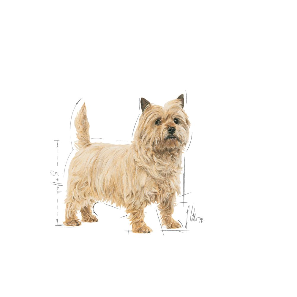Royal Canin Light Weight Care koiralle 12 x 85 g