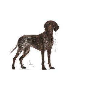 Royal Canin Digestive Care Maxi koiralle 12 kg