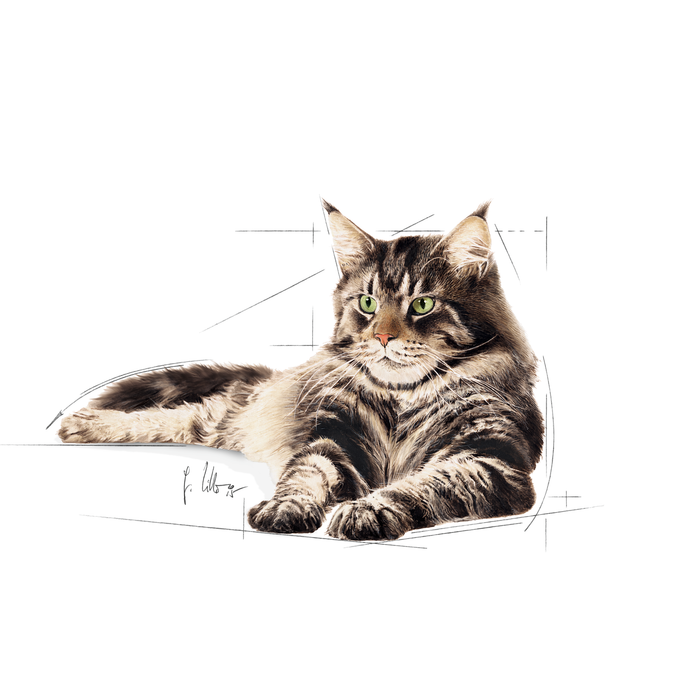 Royal Canin Maine Coon Adult kissalle 12 x 85 g