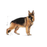 Royal Canin Maxi Adult koiralle 4 kg