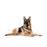 Royal Canin Maxi Ageing 8+ koiralle 15 kg