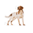 Royal Canin Medium Adult koiralle 15 kg