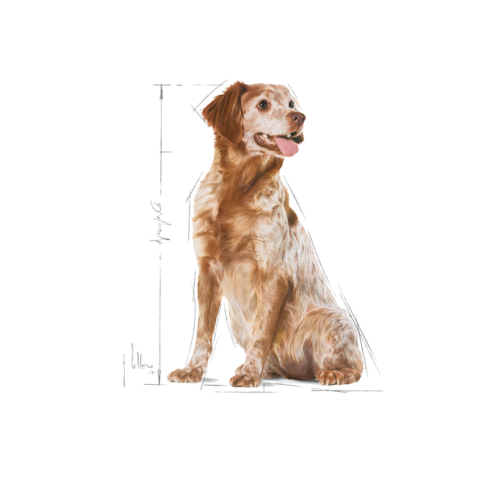 Royal Canin Medium Adult 7+ koiralle 15 kg