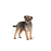 Royal Canin Sterilised Mini koiralle 3 kg