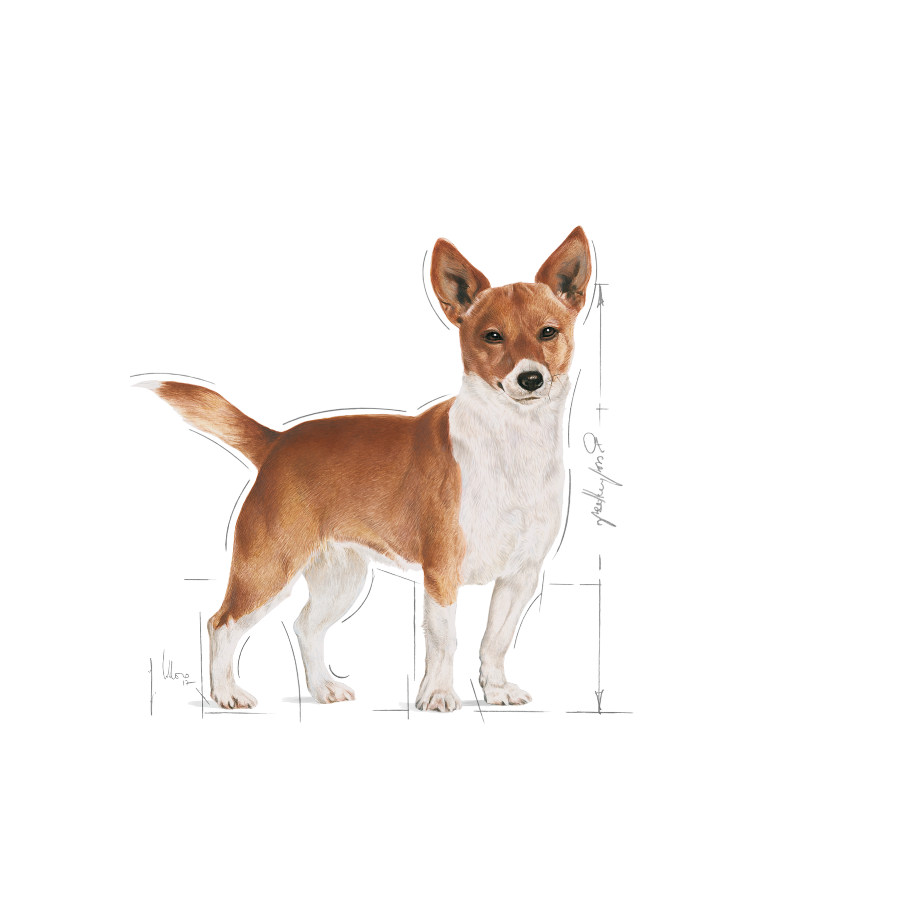 Royal Canin Urinary Care koiralle 12 x 85 g