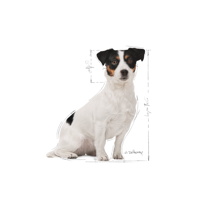 Royal Canin Mini Adult 8+ koiralle 8 kg