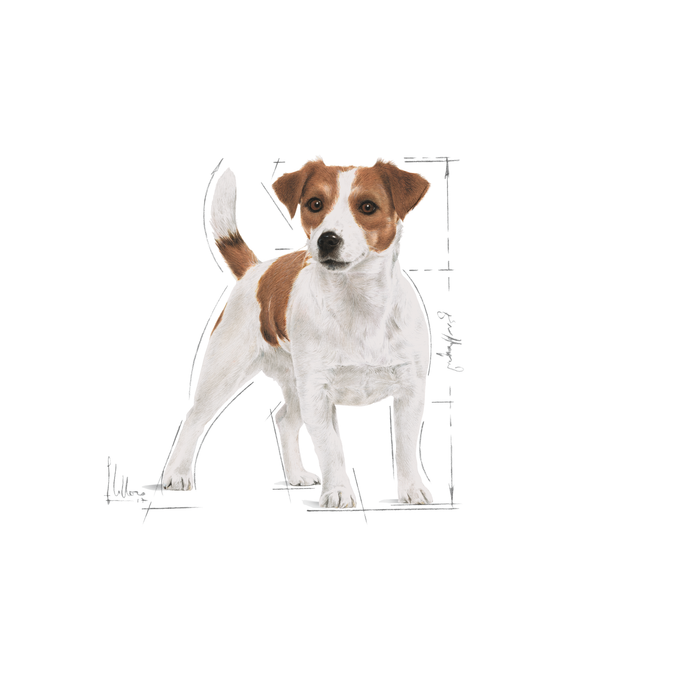 Royal Canin Mini Adult koiralle 8 kg