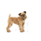 Royal Canin Dental Care Mini koiralle 8 kg