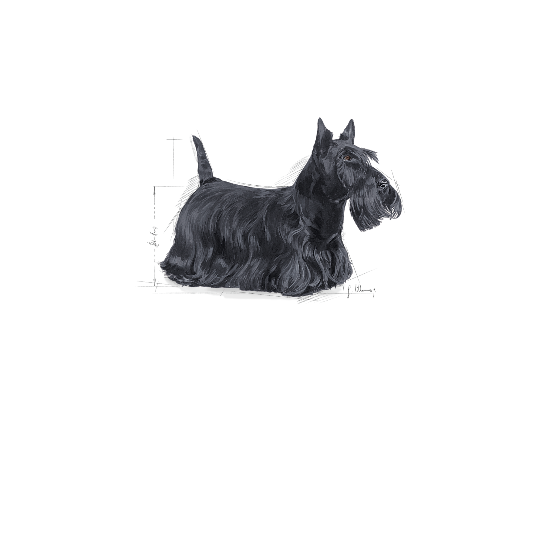 Royal Canin Dermacomfort Mini koiralle 3 kg