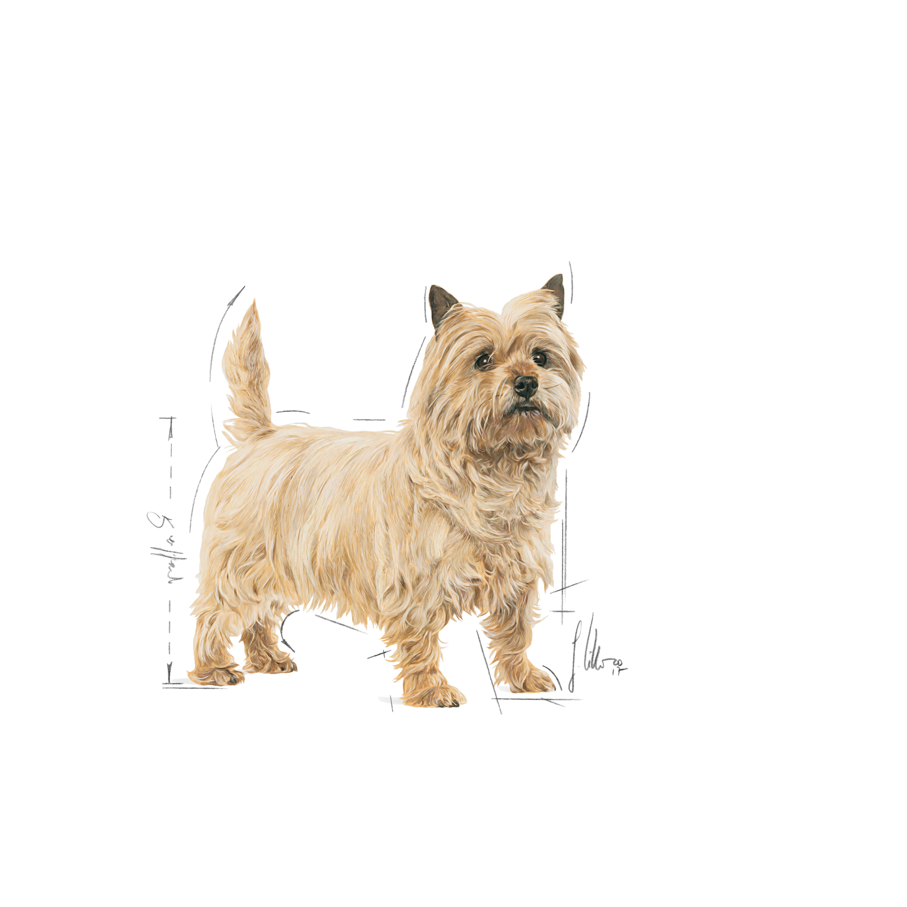 Royal Canin Light Weight Care Mini koiralle 3 kg