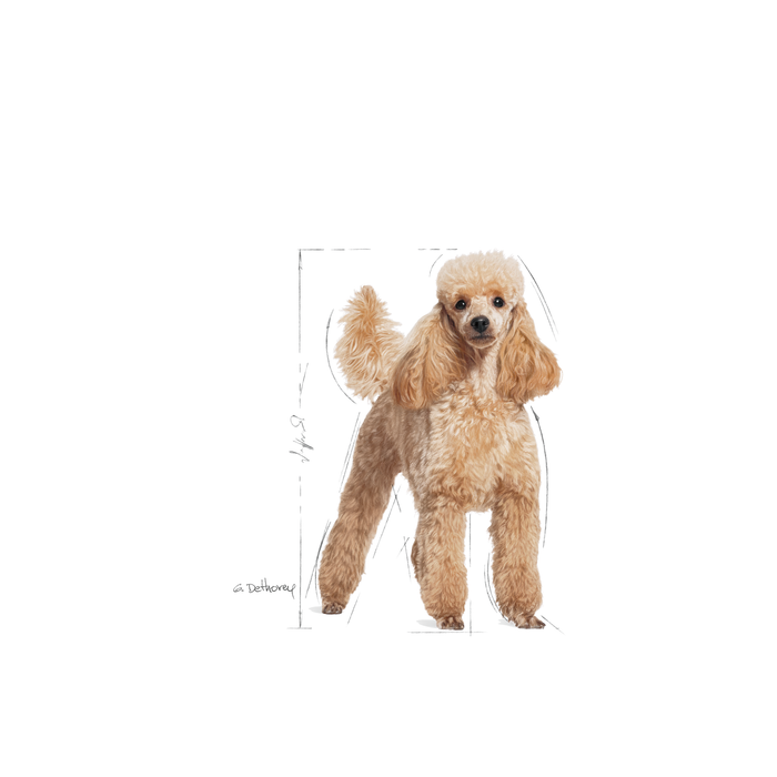 Royal Canin Poodle Adult koiralle 12 x 85 g