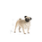 Royal Canin Pug Adult koiralle 1,5 kg