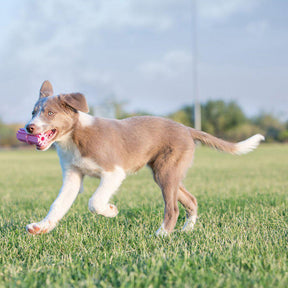 Kong Puppy Teething Stick S