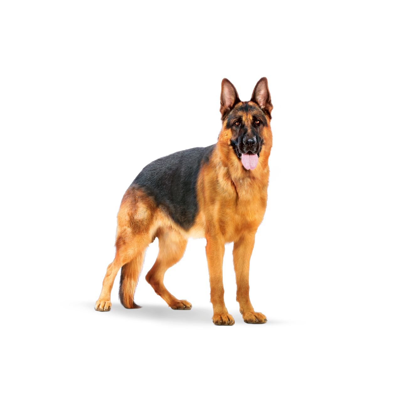 Royal Canin Maxi Adult koiran kuivaruoka 4 kg