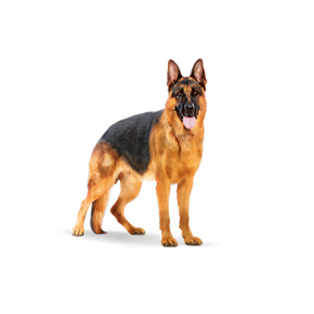 Royal Canin Maxi Adult koiralle 15 kg