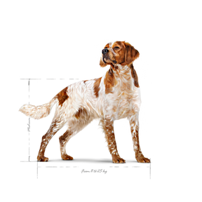 Royal Canin Medium Adult koiralle 4 kg