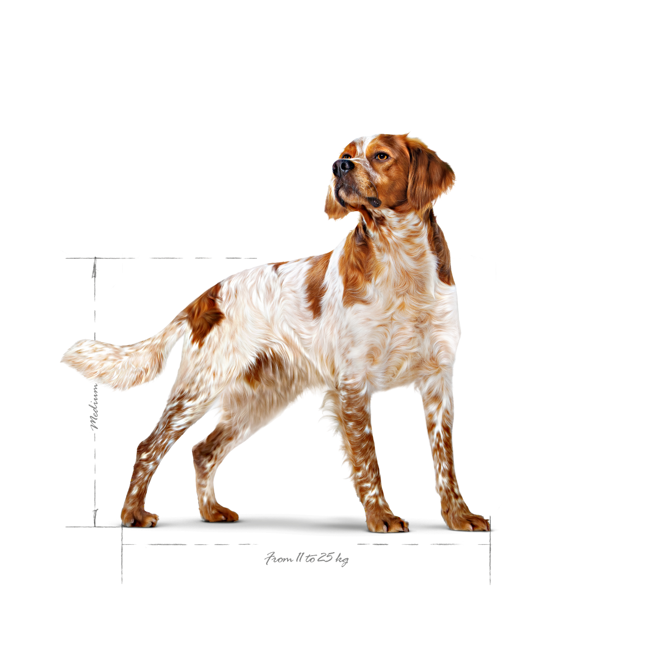 Royal Canin Medium Adult koiralle 10 kg