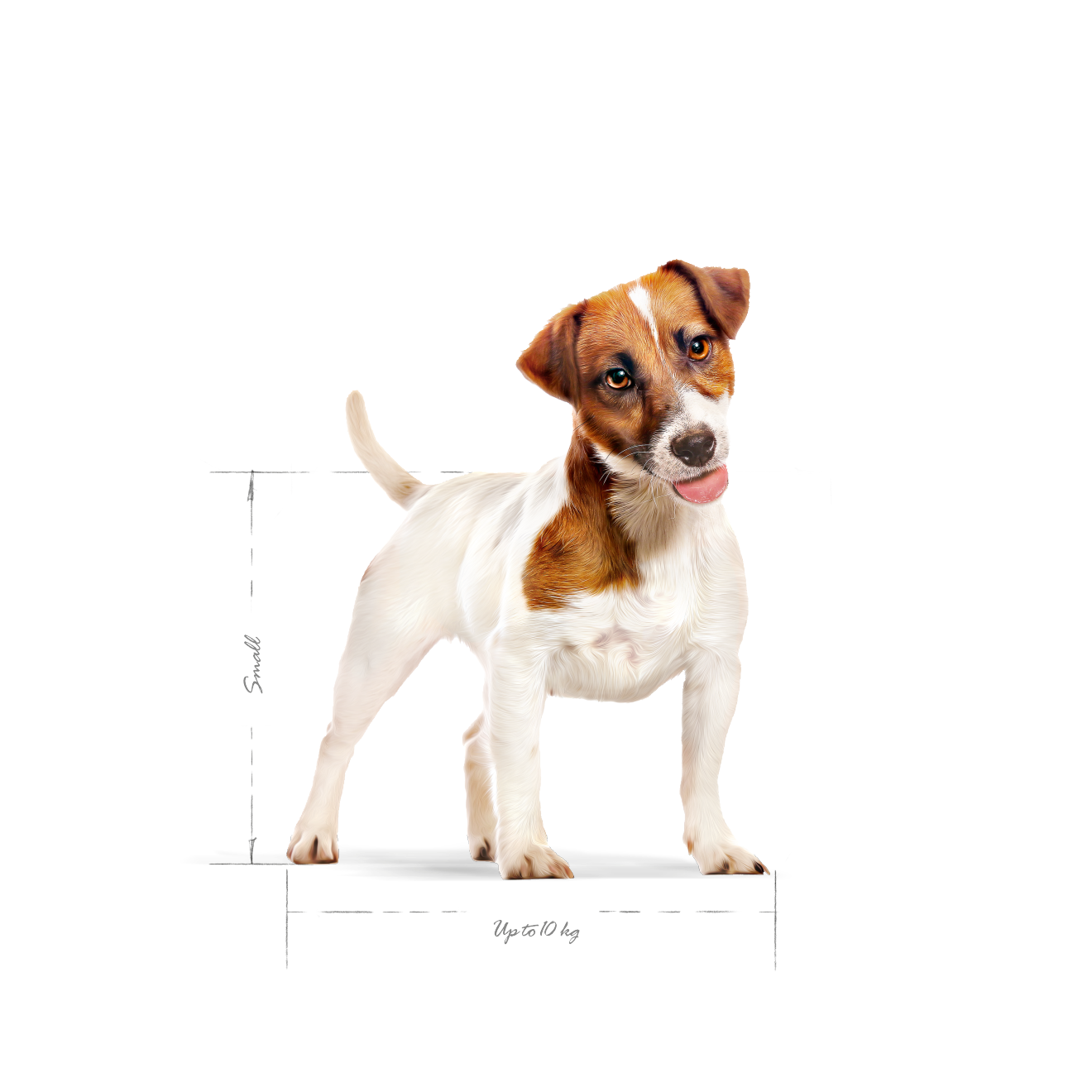 Royal Canin Mini Adult koiralle 8 kg