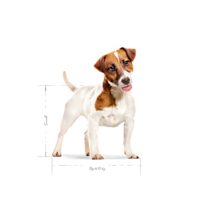 Royal Canin Mini Adult koiralle 4 kg